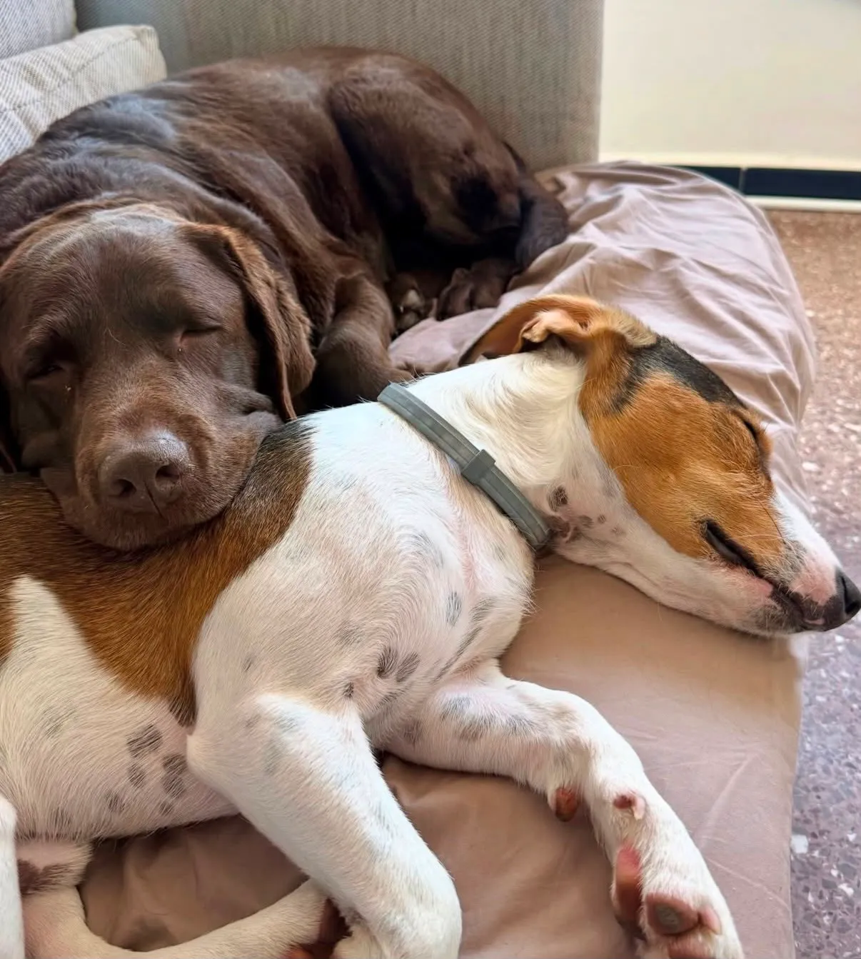 Un labrador chocolate y un beagle duermen abrazados en la guardería, muestra de buena convivencia