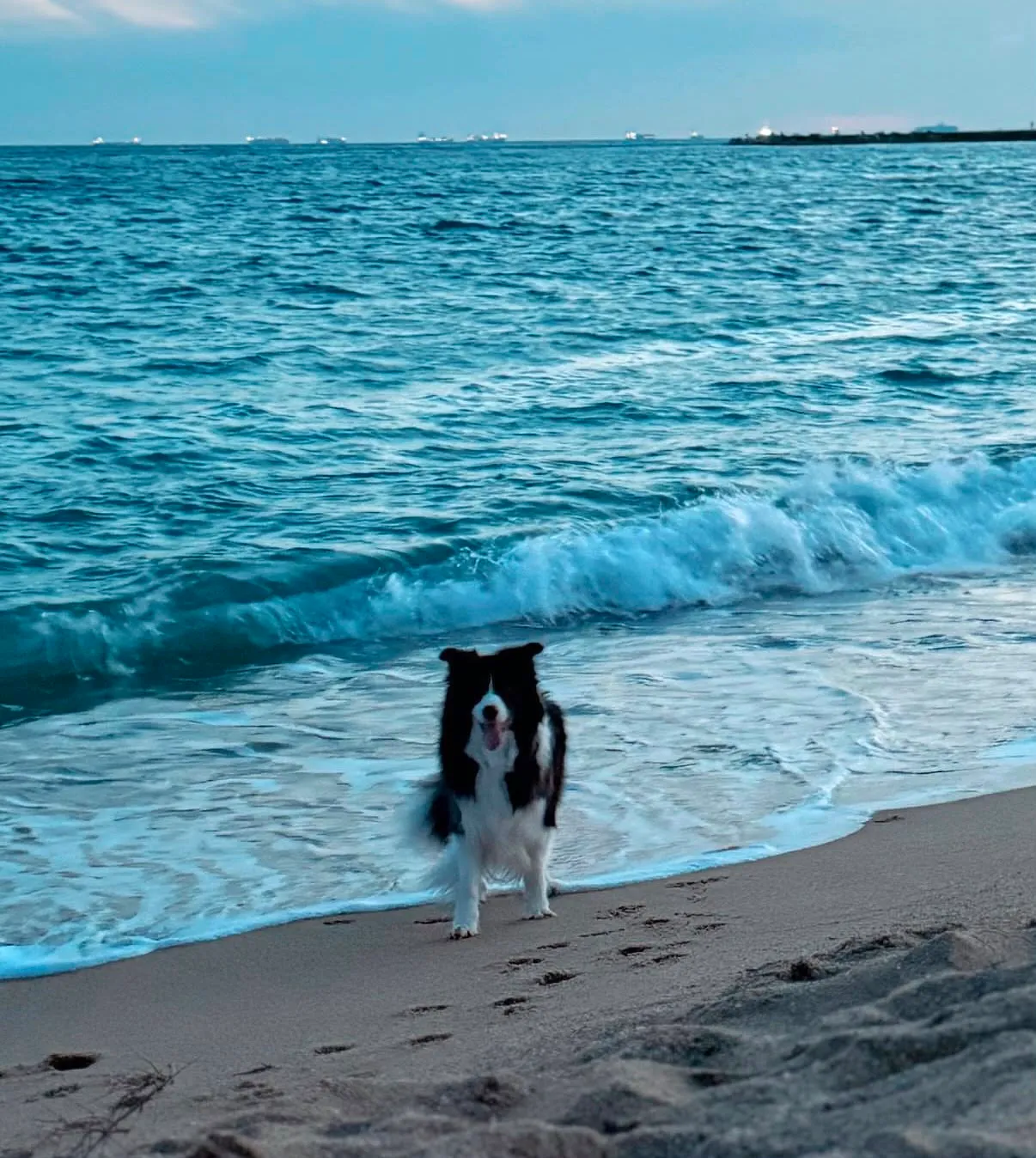 Border collie feliz saliendo del mar en una playa de Barcelona al atardecer