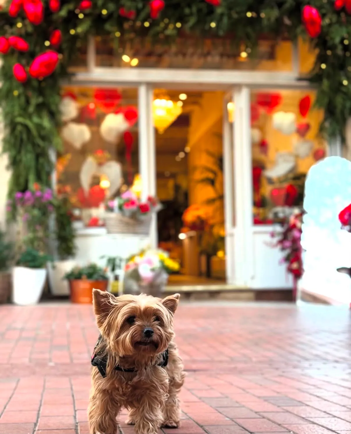 Yorkshire terrier posando ante una floristería decorada con corazones en una calle de Barcelona