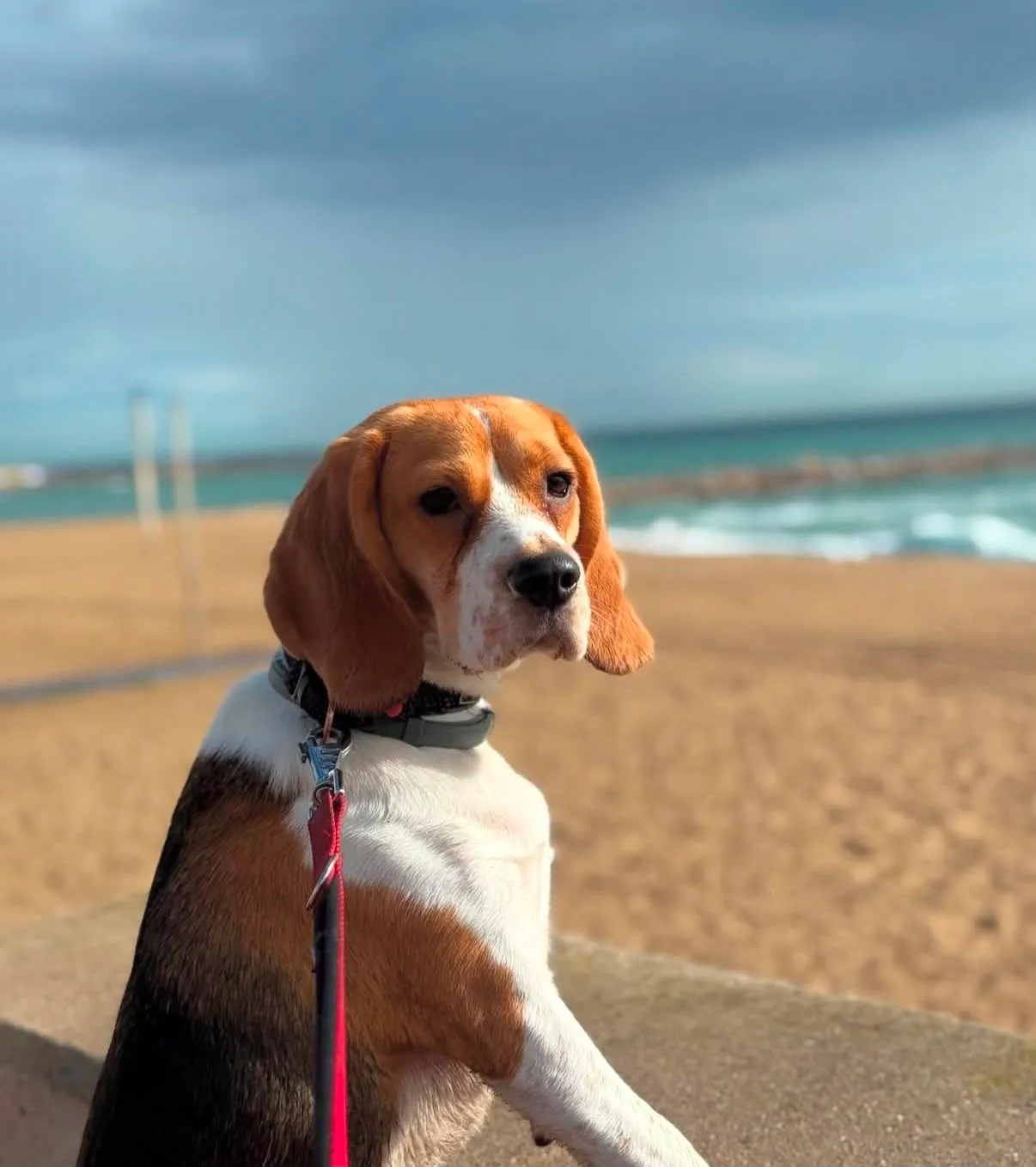 Retrato de un beagle atento en la playa de Barcelona con el mar de fondo