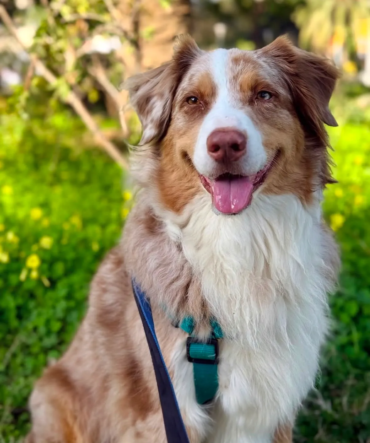 Retrato de un pastor australiano red merle sonriente en un prado verde de Barcelona