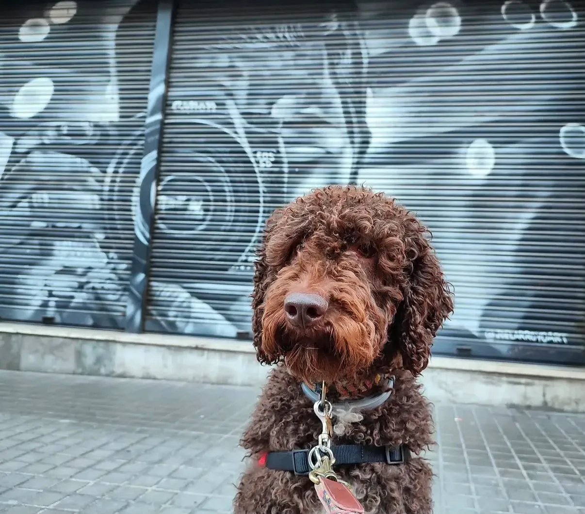 Retrato de un perro de agua español marrón sentado ante una persiana con grafiti en Barcelona