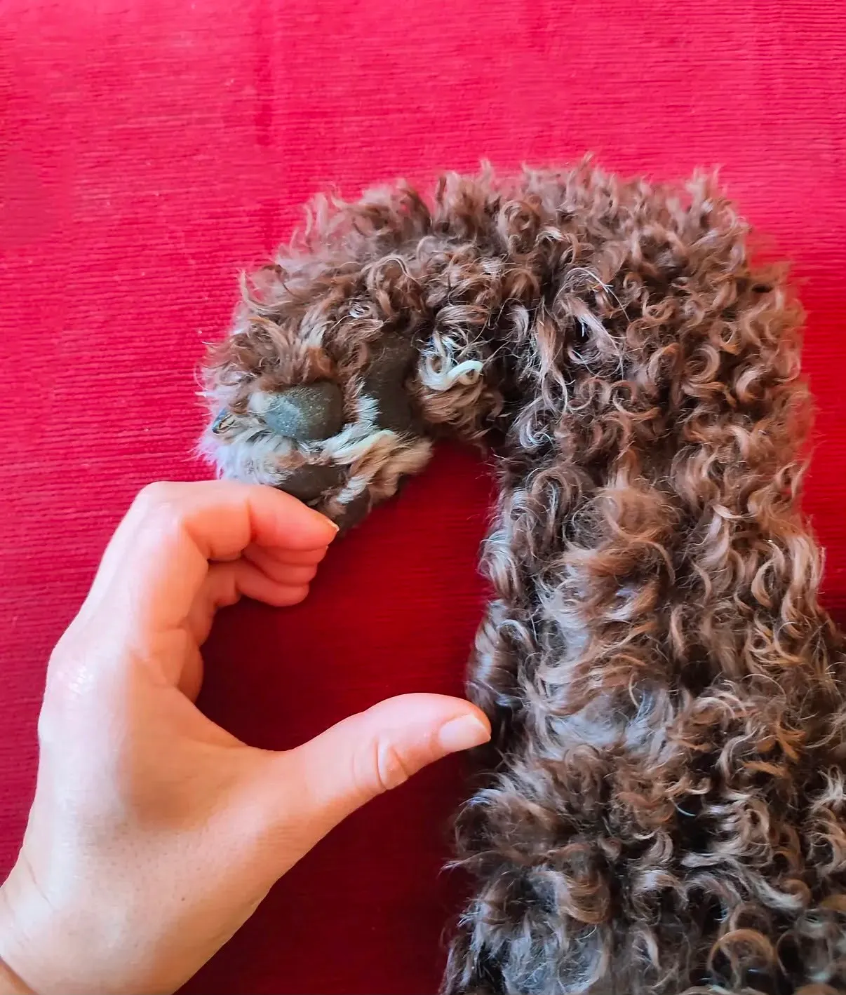 Una mano sostiene con delicadeza la pata de un perro, gesto de vínculo y confianza en el cuidado